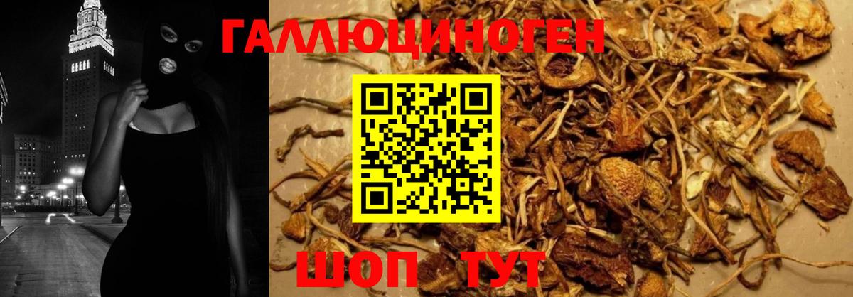 Псилоцибиновые грибы Psilocybe Ноябрьск